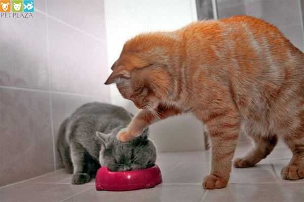 5 Cách bảo quản thức ăn cho Mèo - Phụ kiện chó mèo Pet Plaza