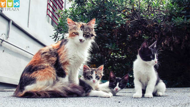 5 Cách bảo quản thức ăn cho Mèo - Phụ kiện thú cưng Pet Plaza