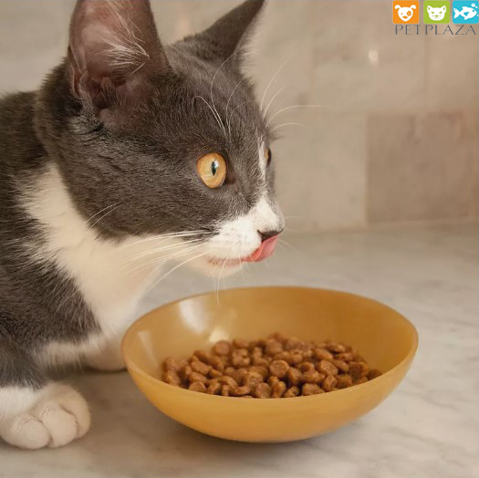 5 Cách bảo quản thức ăn cho Mèo - Phụ kiện thú cưng Pet Plaza