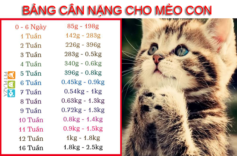 Bảng cân nặng cho mèo con - Pet plaza
