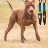 Bậy nanh Pitbull