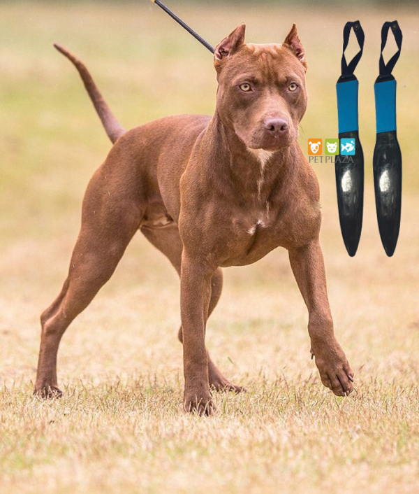 Bậy nanh Pitbull