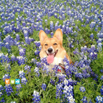 Giống Chó Corgi – Tìm hiểu nguồn gốc, bảng giá, đặc điểm và cách nuôi chó corgi