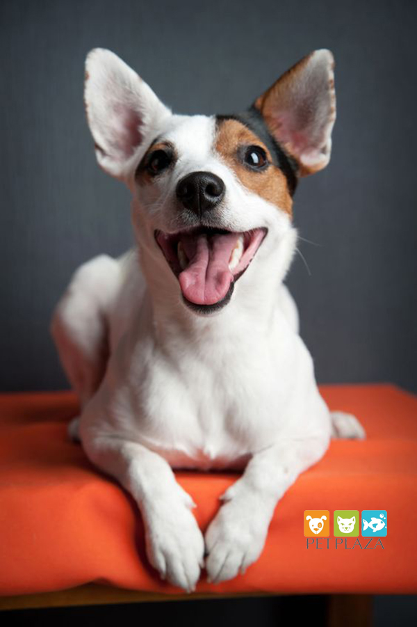 Chó sục cáo cảnh Toy Fox Terrier