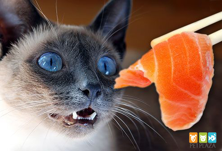 Có nên cho chó mèo ăn thịt sống BARF những rủi ro - phụ kiện thú cưng