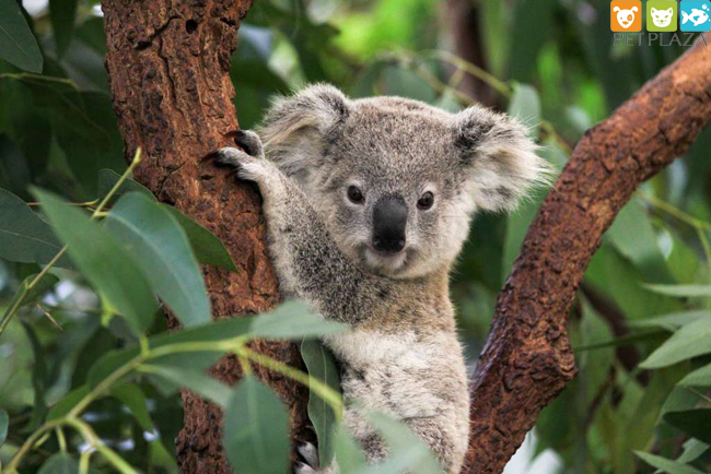 Hơn 350 em koala có thể bỏ mạng trong trận cháy rừng- Phụ kiện thú cưng PetPlaza