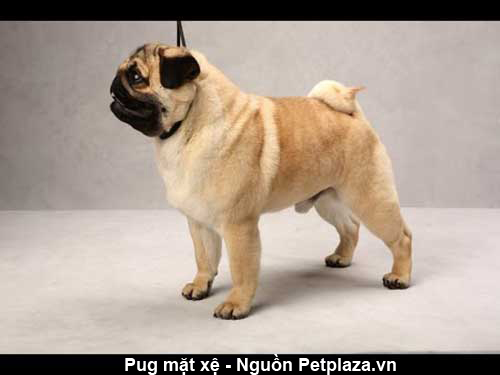 Đặc điểm cơ thể của giống chó Pug thuần chủng