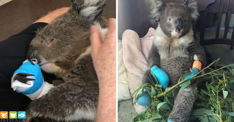 Gấu túi Koala hiền lành cả 4 bàn chân bị bỏng trong trận cháy rừng ở Úc