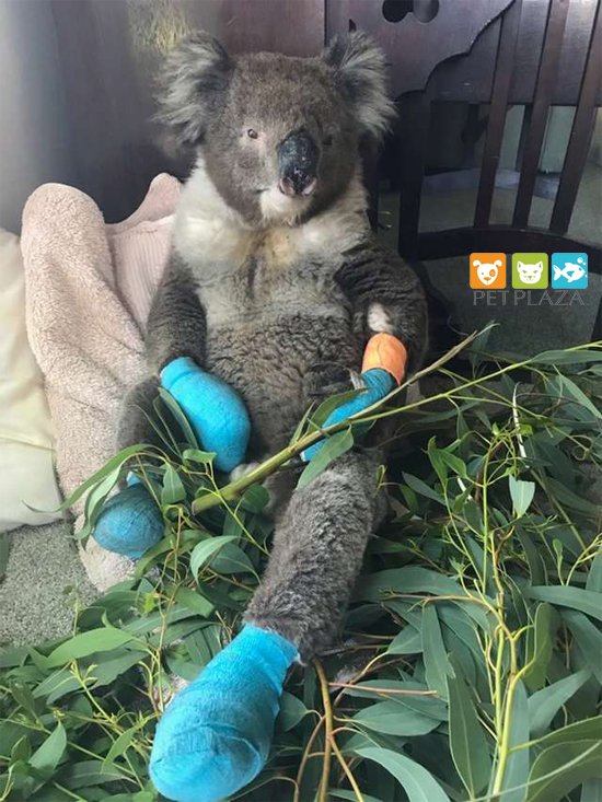 Gấu túi koala 1300koalaz - phụ kiện thú cưng pet plaza