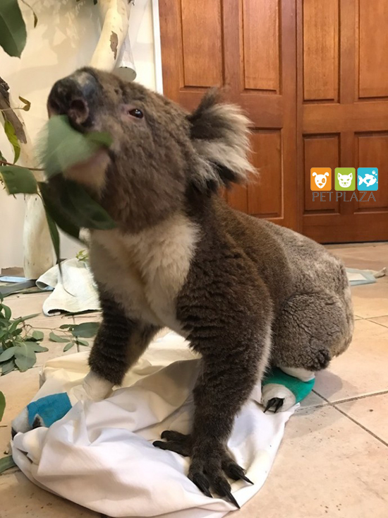 Gấu túi koala 1300koalaz - phụ kiện chó mèo pet plaza