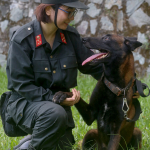 Huấn luyện chó béc bỉ - PetPlaza - phụ kiện chó mèo