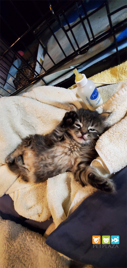 Mèo mẹ cho mèo con bú sữa - Phụ kiện thú cưng Pet plaza