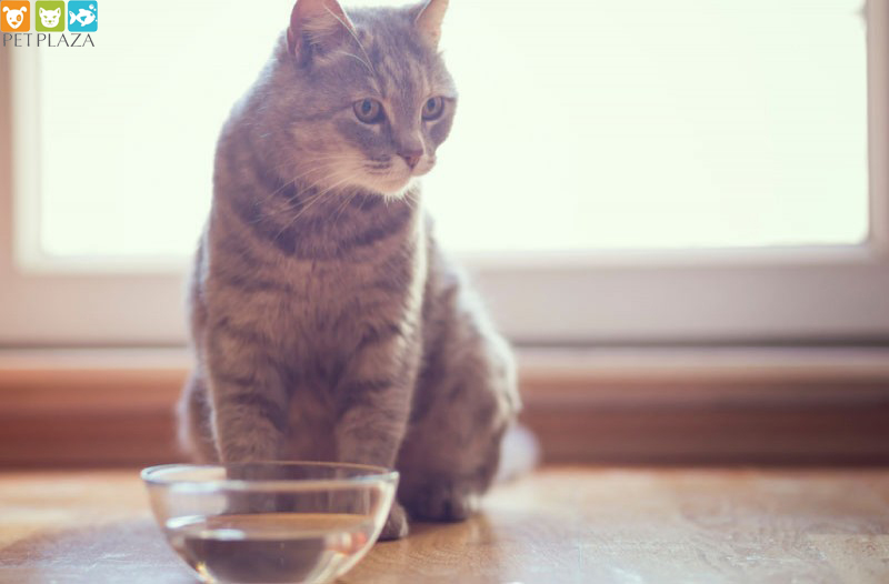 Khứu giác là cách thức ưu tiên hàng đầu của mèo khi chọn thức ăn