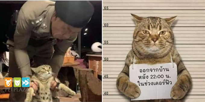 Mèo vi phạm lệnh giới nghiêm nên bị cảnh sát bắt - petplaza