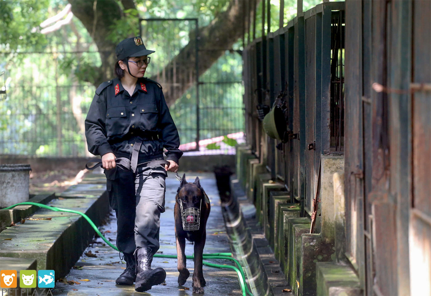 Nữ cảnh sát cở động huấn luyện chó Béc Bỉ tên Ky - Phụ kiện thú cưng chó mèo Pet Plaza