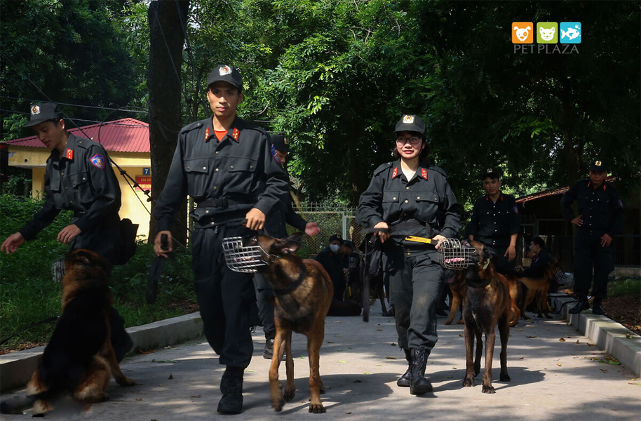 Nữ cảnh sát cở động huấn luyện chó Béc Bỉ tên Ky - phụ kiện chó mèo