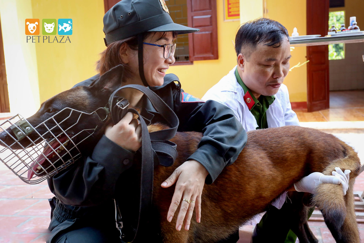 Nữ cảnh sát huấn luyện chó nghiệp vụ béc bỉ - chăm sóc thú cưng