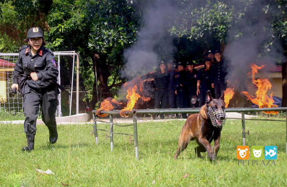Nữ cảnh sát huấn luyện chó nghiệp vụ béc bỉ - phụ kiện thú cưng