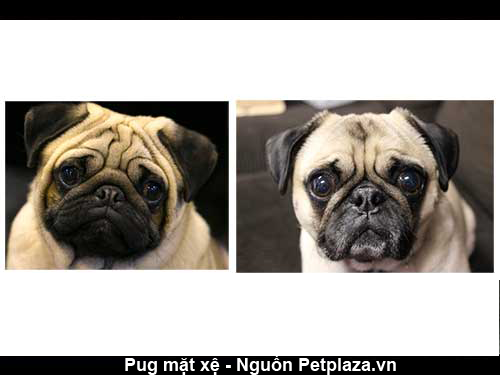 Phân biệt khuôn mặt chó Pug thuần chủng