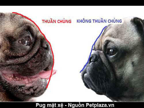 Phần đầu của chó Pug thuần chủng