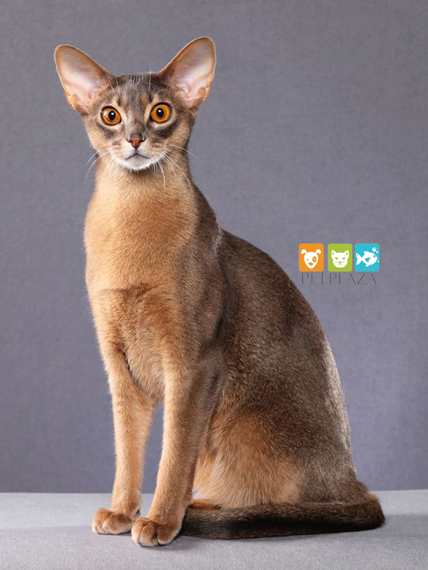 Sức khỏe mèo Abyssinian - Phụ kiện thú cưng Pet Plaza